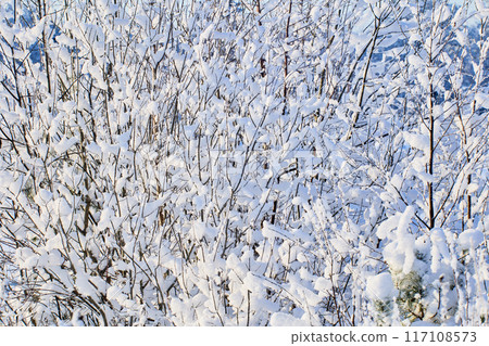 Snow stuckered on branches of deciduous tree, plant texture for background. Snow stuckered on branches of deciduous tree, plant texture for background. 117108573