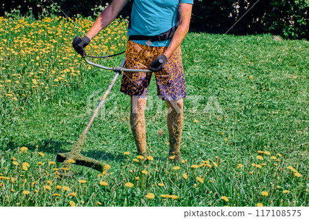 String trimmer weed eater shreds plants in field of blooming dandelions, grass particles cover exposed skin of gardener legs. String trimmer weed eater shreds plants in field of blooming dandelions, grass particles cover exposed skin of gardener legs. 117108575