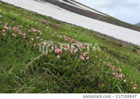 Ezonoguzakura花 117108647