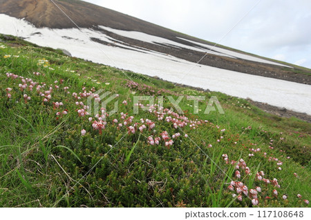 Ezonoguzakura花 Ezonoguzakura花 117108648