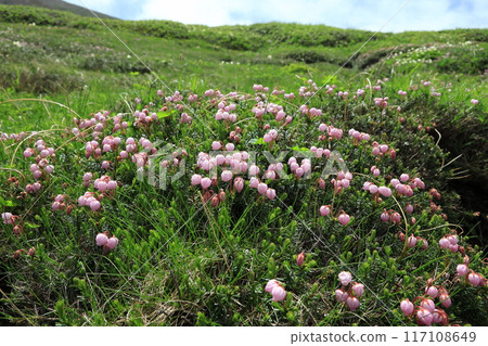 Ezonoguzakura花 117108649