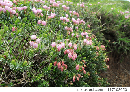 Ezonoguzakura花 117108650