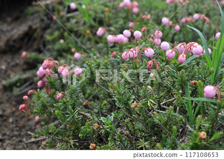 Ezonoguzakura花 Ezonoguzakura花 117108653
