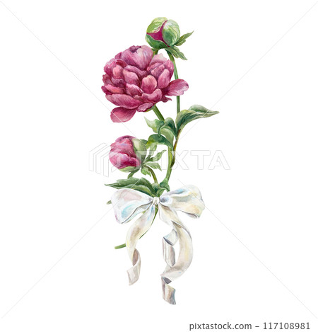 Peonies, burgundy flowers with a white bow. Hand drawn botanical watercolor illustration isolated on white. For birthday cards, wedding invitations, covers, labels, posters, banners. Peonies, burgundy flowers with a white bow. Hand drawn botanical watercolor illustration isolated on white. For birthday cards, wedding invitations, covers, labels, posters, banners. 117108981
