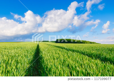 Wheat field and sky with huge clouds before the storm. Agricultural landscape. 117109077