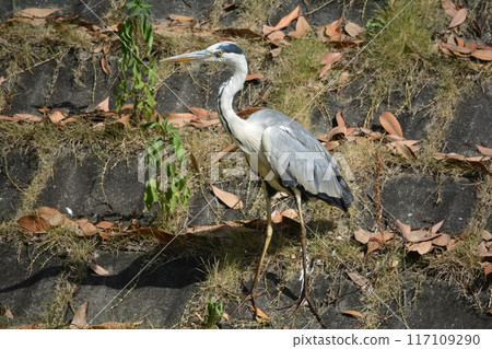 Grey herons living in the Hatta River (Kasugai City, Aichi Prefecture) Grey herons living in the Hatta River (Kasugai City, Aichi Prefecture) 117109290