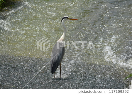 Grey herons living in the Hatta River (Kasugai City, Aichi Prefecture) 117109292