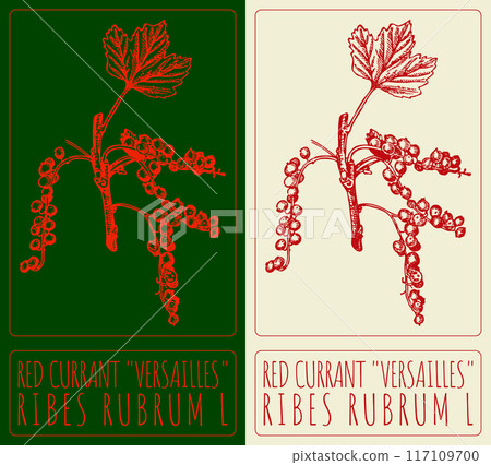 Vector drawing RED CURRANT VERSAILLES. Hand drawn illustration. Latin name is RIBES RUBRUM L 117109700