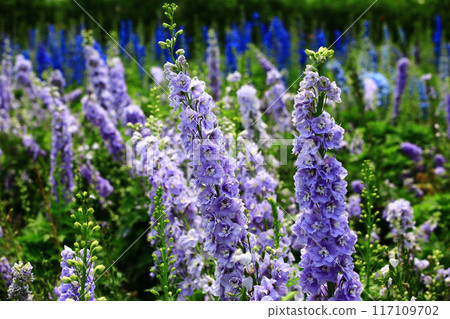 Daihienso(Hienso,千鳥草,千鳥花,Suijaku 花,Suijaku,Hibari no tsume,Shiroko 花,Hyakubugusa,Guzume 蓮花) Daihienso(Hienso,千鳥草,千鳥花,Suijaku 花,Suijaku,Hibari no tsume,Shiroko 花,Hyakubugusa,Guzume 蓮花) 117109702