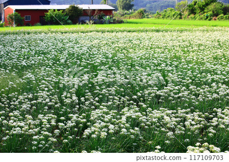Beautiful Chinese cabbage flower 117109703