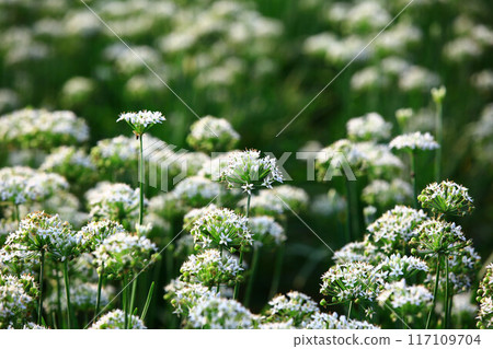 Beautiful Chinese cabbage flower Beautiful Chinese cabbage flower 117109704