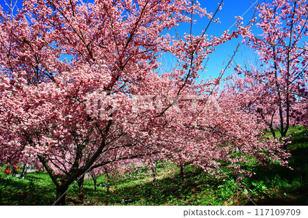 樹枝上美麗的櫻花(京桃、福島櫻花、楔形、藍櫻花),藍色自然背景 樹枝上美麗的櫻花(京桃、福島櫻花、楔形、藍櫻花),藍色自然背景 117109709