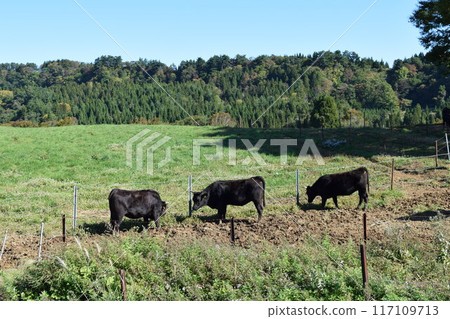 放牧 月山高原牧場 山形縣 117109713