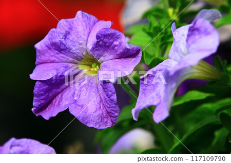 放出矮花(水晶雛菊、禮治牡丹、浪速仙子、索子花、薯薯花、大喇叭、青木冬茄) 放出矮花(水晶雛菊、禮治牡丹、浪速仙子、索子花、薯薯花、大喇叭、青木冬茄) 117109790
