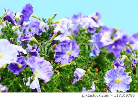Unleashed dwarf cow flower 117109796