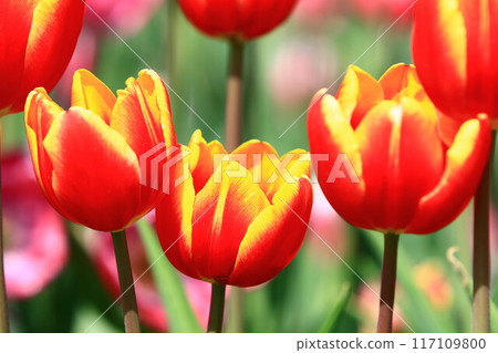 美麗的鬱金香(洋荷花,旱荷花,草麝香,鬱香,紫述香) 117109800