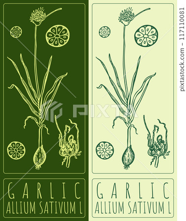 Vector drawing GARLIC. Hand drawn illustration. Latin name is ALLIUM SATIVUM L Vector drawing GARLIC. Hand drawn illustration. Latin name is ALLIUM SATIVUM L 117110081