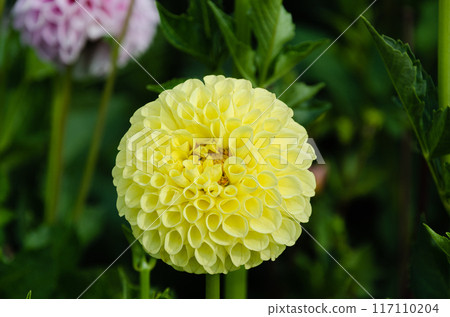 Fresh yellow Dahlia flower in a garden Fresh yellow Dahlia flower in a garden 117110204