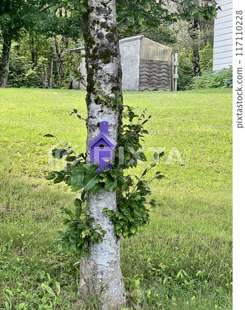 Purple birdhouse on a birch tree 117110228