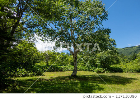 Hiking trails around Lake Nozori, Gunma Prefecture 117110380