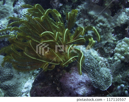 Green sea ferns 117110507