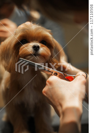 Adorable Dog Getting Groomed by a Professional Handler in a Bright Salon 117110508