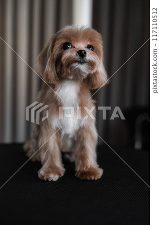 Adorable Small Dog Sitting on a Black Surface Indoors With Soft Lighting Adorable Small Dog Sitting on a Black Surface Indoors With Soft Lighting 117110512