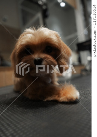 Small Brown Dog Relaxing on a Black Mat in a Bright Indoor Space 117110514