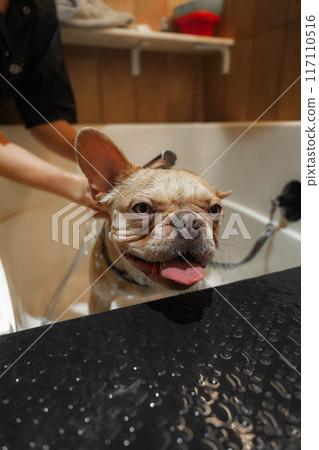 Cheerful French Bulldog Enjoying A Bath Time Experience In A Modern Bathtub Setting Cheerful French Bulldog Enjoying A Bath Time Experience In A Modern Bathtub Setting 117110516