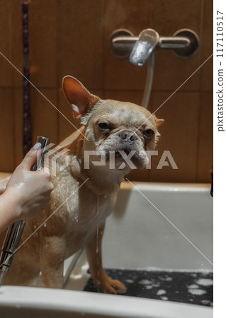 French Bulldog Taking a Bath in a Modern Bathroom During Late Afternoon French Bulldog Taking a Bath in a Modern Bathroom During Late Afternoon 117110517