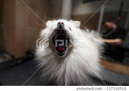 White Pomeranian Dog Yawning at a Grooming Salon in Late Afternoon White Pomeranian Dog Yawning at a Grooming Salon in Late Afternoon 117110518