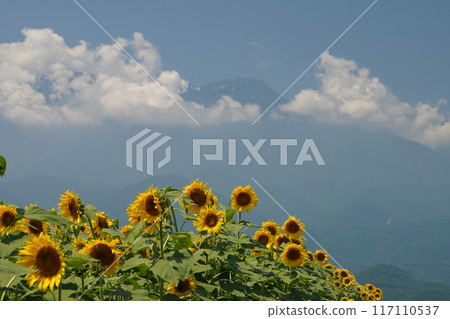 Southern Alps and sunflower field 117110537