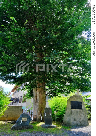 Aloeswood tree at Mitsuishi Shrine Aloeswood tree at Mitsuishi Shrine 117110562