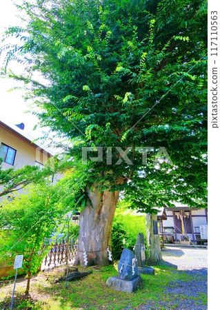 Aloeswood tree at Mitsuishi Shrine 117110563