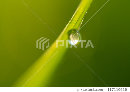 Drops of rice 117110616