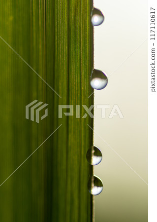 Raindrops of water 117110617