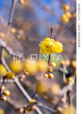 蠟李子 蠟李子 117110828