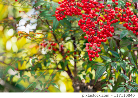 南天竹果實〉 南天竹果實〉 117110840