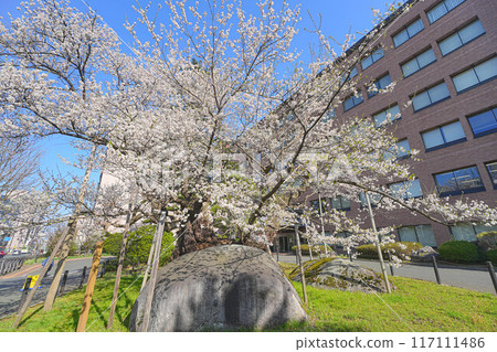 Ishibakura cherry 117111486