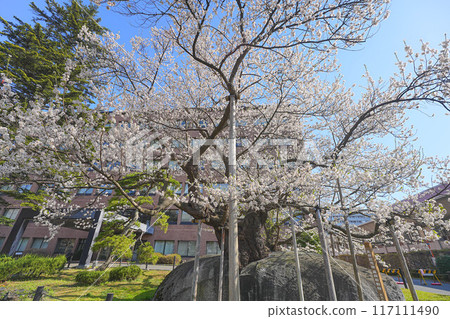 Ishibakura cherry Ishibakura cherry 117111490