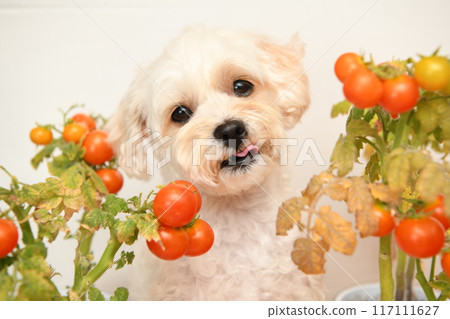 Maltipoo loves cherry tomatoes 117111627