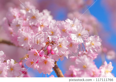 北上市公園展覽錦標賽區 117111766