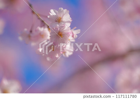 北上市公園展覽錦標賽區 117111780