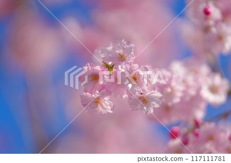 北上市公園展覽錦標賽區 117111781