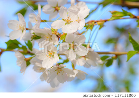 北上市公園展覽錦標賽區 北上市公園展覽錦標賽區 117111800