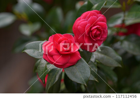 Camellia Camellia 117112456