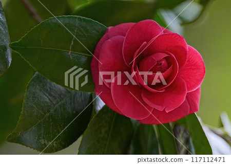 Camellia 117112471