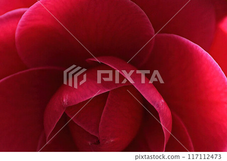 茶花 117112473