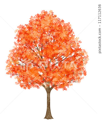有紅色葉子的樹 117112636