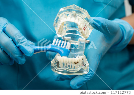 Asian dentist cleaning teeth of human dental model with tooth brush for patient and studying about dentistry. Asian dentist cleaning teeth of human dental model with tooth brush for patient and studying about dentistry. 117112773